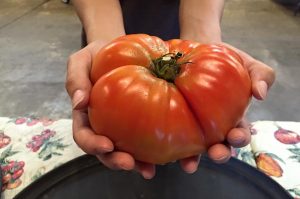 Sustainable agriculture - large tomato